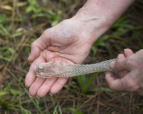 Truque Da Cobra Para Pele - Fotos De Stock De Pele Trocada De Cobra. Pele Trocada De Cobra Na Mão ...