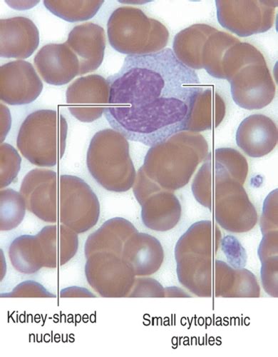 mononuclear cells flashcards quizlet
