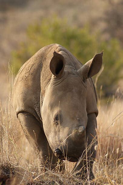 30+ Southern White Rhino Baby Stock Photos, Pictures & Royalty-Free ...