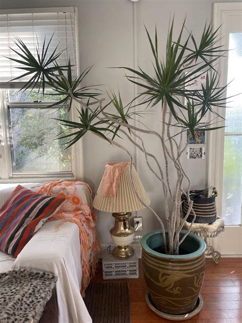 Leggy dracena marginata, inherited from neighbor : r/matureplants
