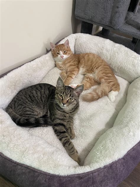 Kitten update - they grow so fast : r/kittens