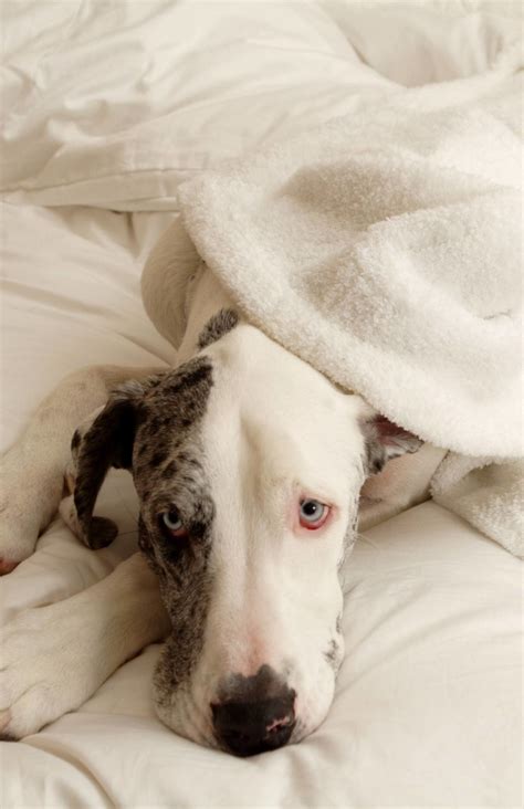 Are Great Danes Aggressive? - Hello Danes