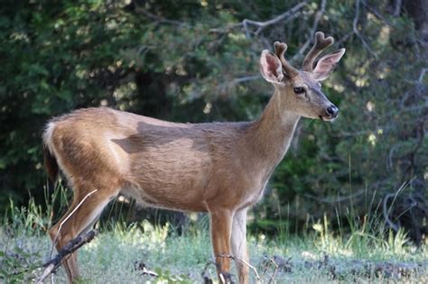 premium photo side view  deer standing  land