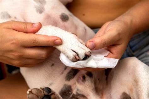 how to get tree sap out of dog hair