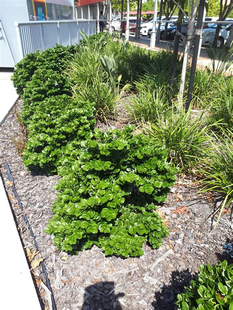 Carrisa Desert Star Tough rounded shrub with glossy green foliage.