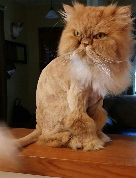 Montana Wildlife Gardener: 2017