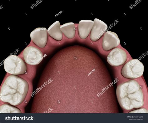 human teeth position   images shutterstock