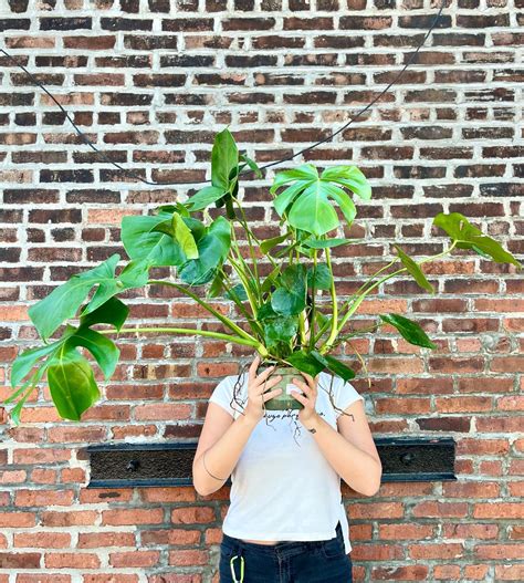 Chelsea Garden Center added a new... - Chelsea Garden Center