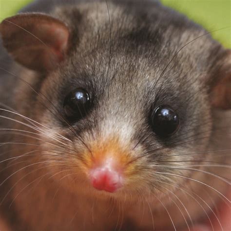 Pygmy Possum - Profile | Traits | Facts | Teeth | Cute | Babies ...