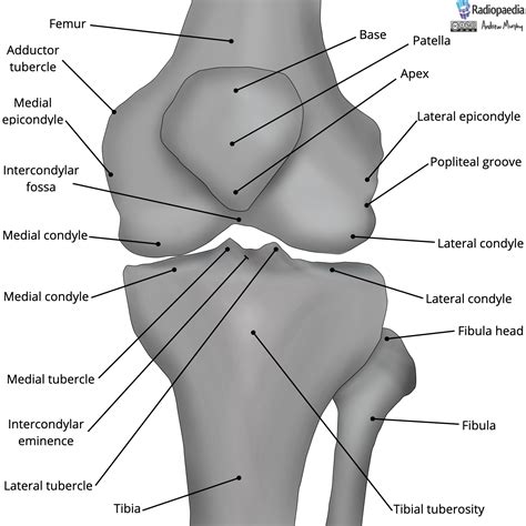Radiopaedia - Drawing Bones of the knee joint - English labels