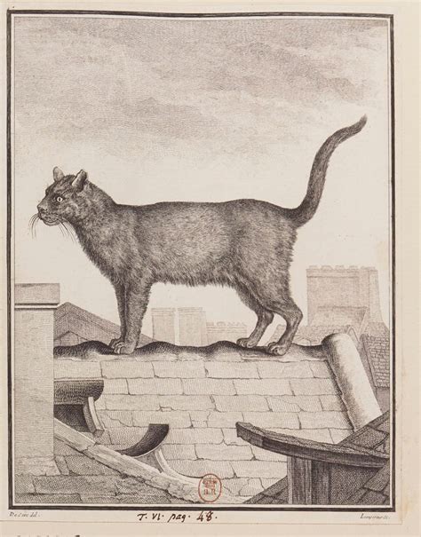Historical Felines