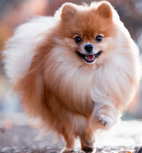 25 German Dog Breeds – PureWow