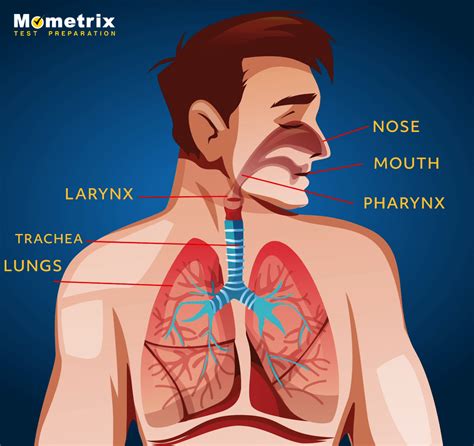 Respiratory System