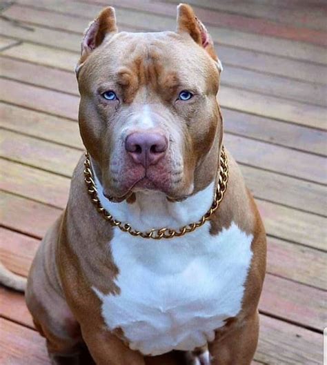 Where Did The Pitbull Dog Originate From