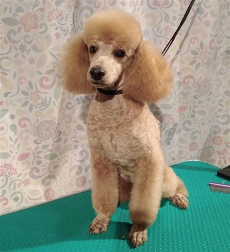 50+ Best Poodle Haircuts for Dog Lovers | The Paws | Toy poodle haircut ...