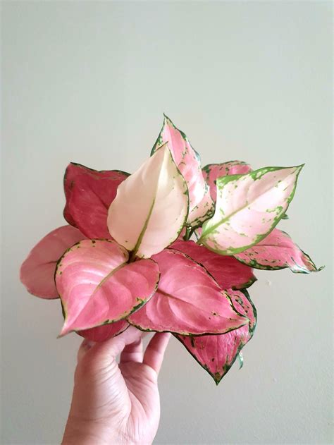 Aglaonema Pink Star – Plant Studio LLC