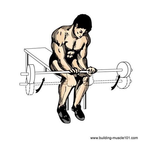 Barbell Arm Exercises to Build Muscle and Unstoppable Strength | Page 3 ...