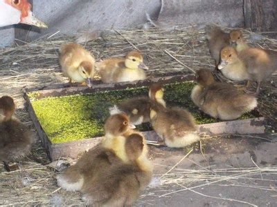 Чем можно кормить домашних, диких уток и как проводить кормление утят