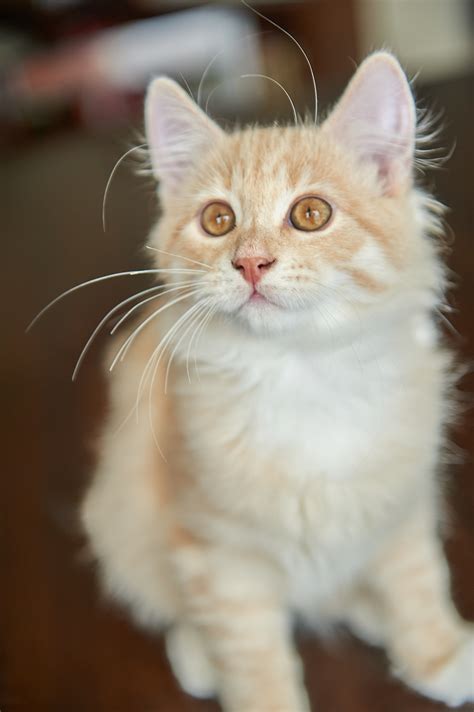 Spellbound Siberian Cats – Hypoallergenic Siberian kittens for sale in