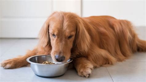 Smooth Transition to Ollie Dog Food: A Step-by-Step Guide