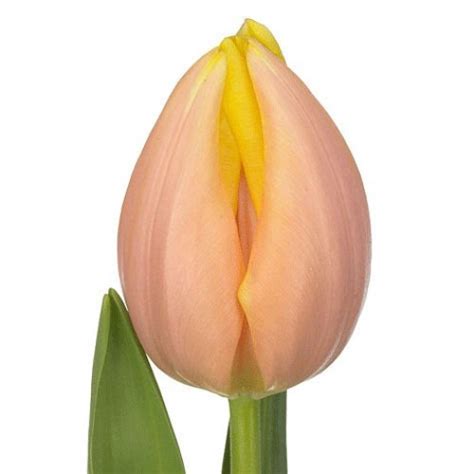 TULIPS MANGO CHARM 37cm 30gm | Wholesale Dutch Flowers & Florist ...