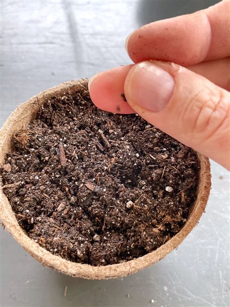 How to Grow Basil from Seed to Harvest - growhappierplants.com