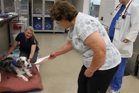 UF veterinarians save dog that ingested horse medicine » The Veterinary