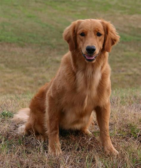 Goldens | Watermark Retrievers