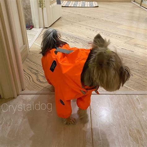 Одежда для собак - интернет-магазин Crystaldog