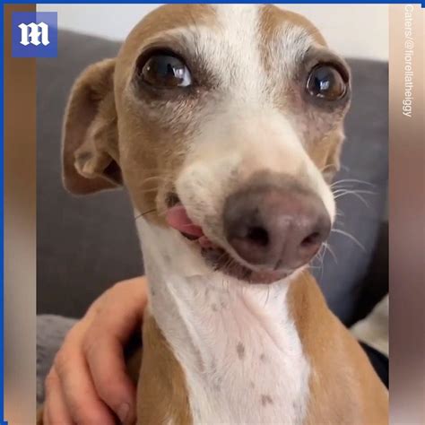 This funny Italian Greyhound has 64,000 Instagram followers | Italian ...