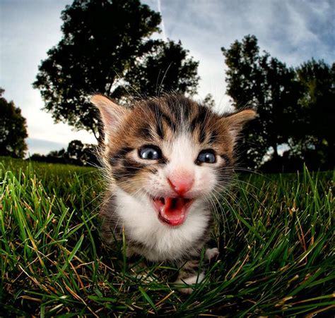 Летающие коты | Life on Photo