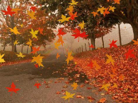 Fall Leaves Falling Gif