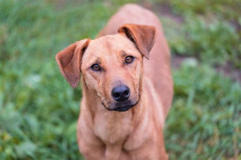 adorable mongrel dog   park stock photo image  pedigree
