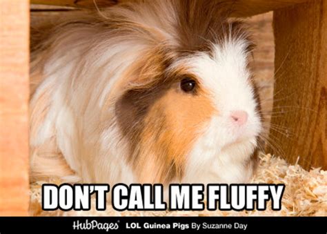 cute guinea pig funny memes guinea pig memes gifs imgflip