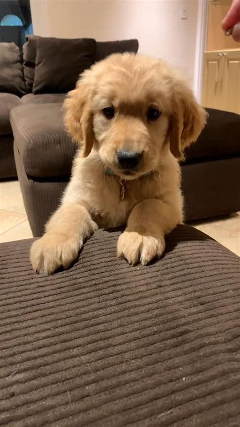 Cutest golden retriever puppy – Artofit