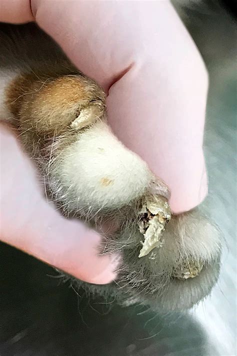 Onychomadesis In Dogs