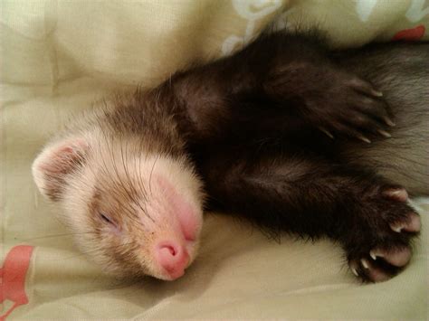 Baby Ferrets Versus Older Ferrets as Pets - Ferrets as Pets