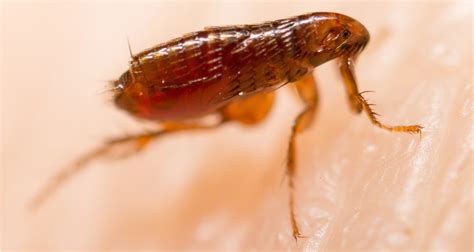 Natural Ways To Combat Fleas - Farmers' Almanac - Plan Your Day. Grow ...