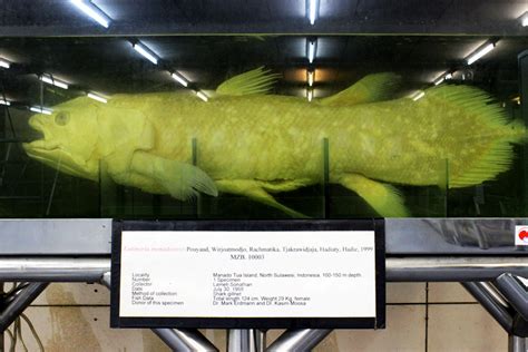 Ikan Purba Ditemukan di Raja Ampat