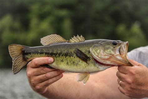 Types Of Bass Every Angler Should Know - Fishmasters.com 