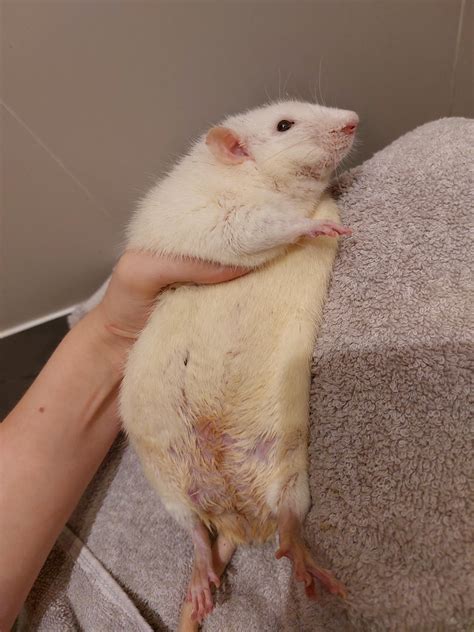 my very fat rat after I cleaned him caus he is lazy : r/RATS