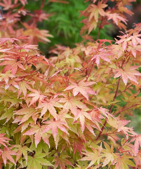 Varieties of Japanese maples – 10 show-stopping acers | Homes and Gardens