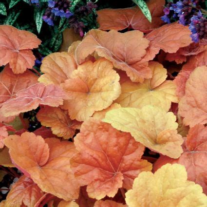 Купить Гейхера Саузен Комфорт | Садовый центр "Садовод" г. Тольятти