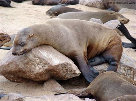 Eared seal - Alchetron, The Free Social Encyclopedia