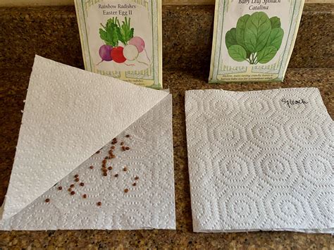 More Seed Priming Tips: Spinach — ediblegardens52
