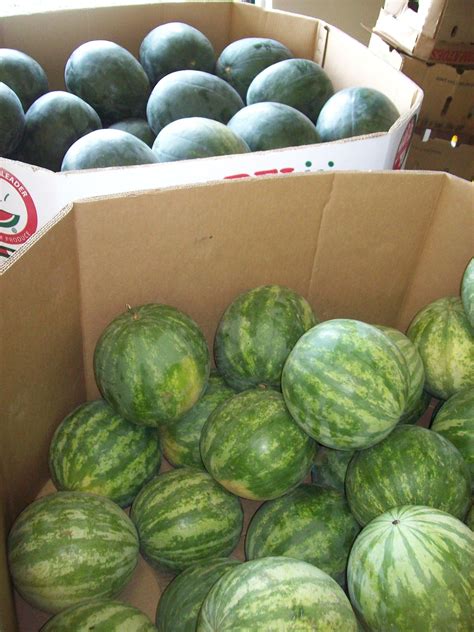 Melon Taste Like Acetone at Callum Winter-irving blog