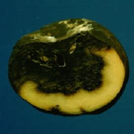 bacterial soft rot plant disease diagnostics clinic