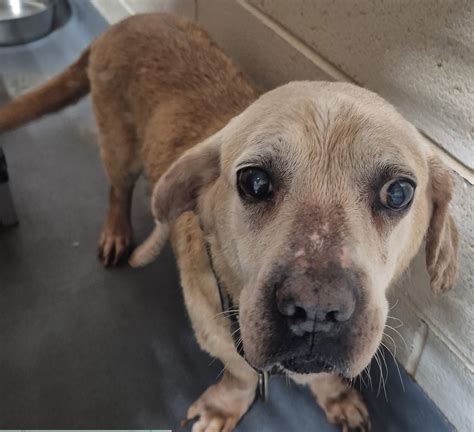 paulding county animal shelter 4