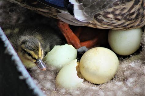 Mai Thai Wanderings: Mallard duck eggs hatching