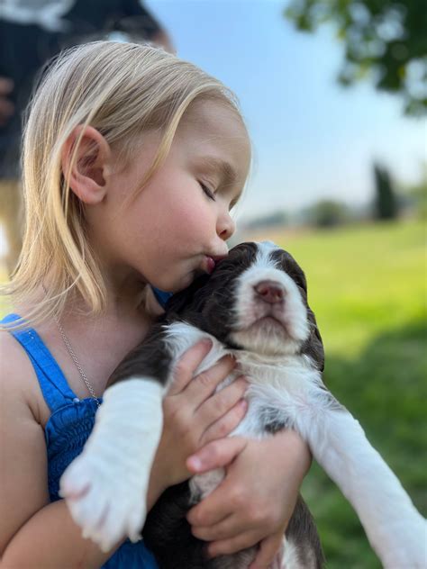 English Springer Spaniel Puppies For Sale In Washington